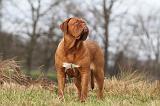 DOGUE DE BORDEAUX 162